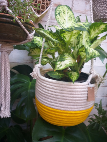 Rope hanging basket