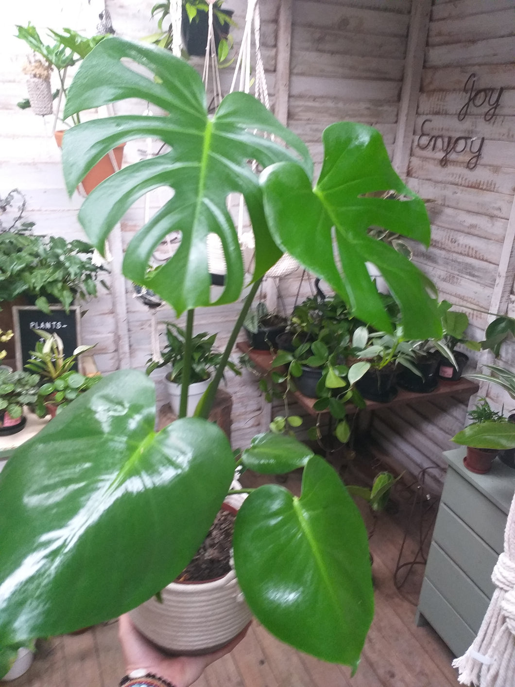 Monstera Deliciosa or Delicious monster