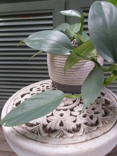 Philodendron silver wings