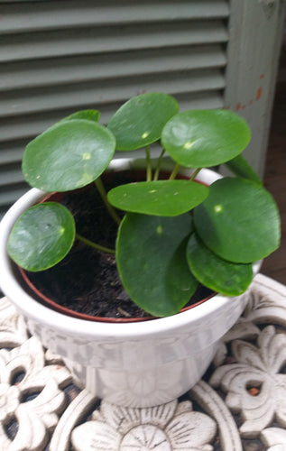 Pilea Peperomioides Chines money plant