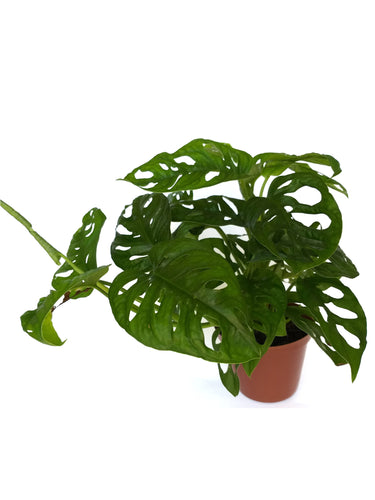 Monstera Adansonii (swiss cheese plant or split leaf philodendron)