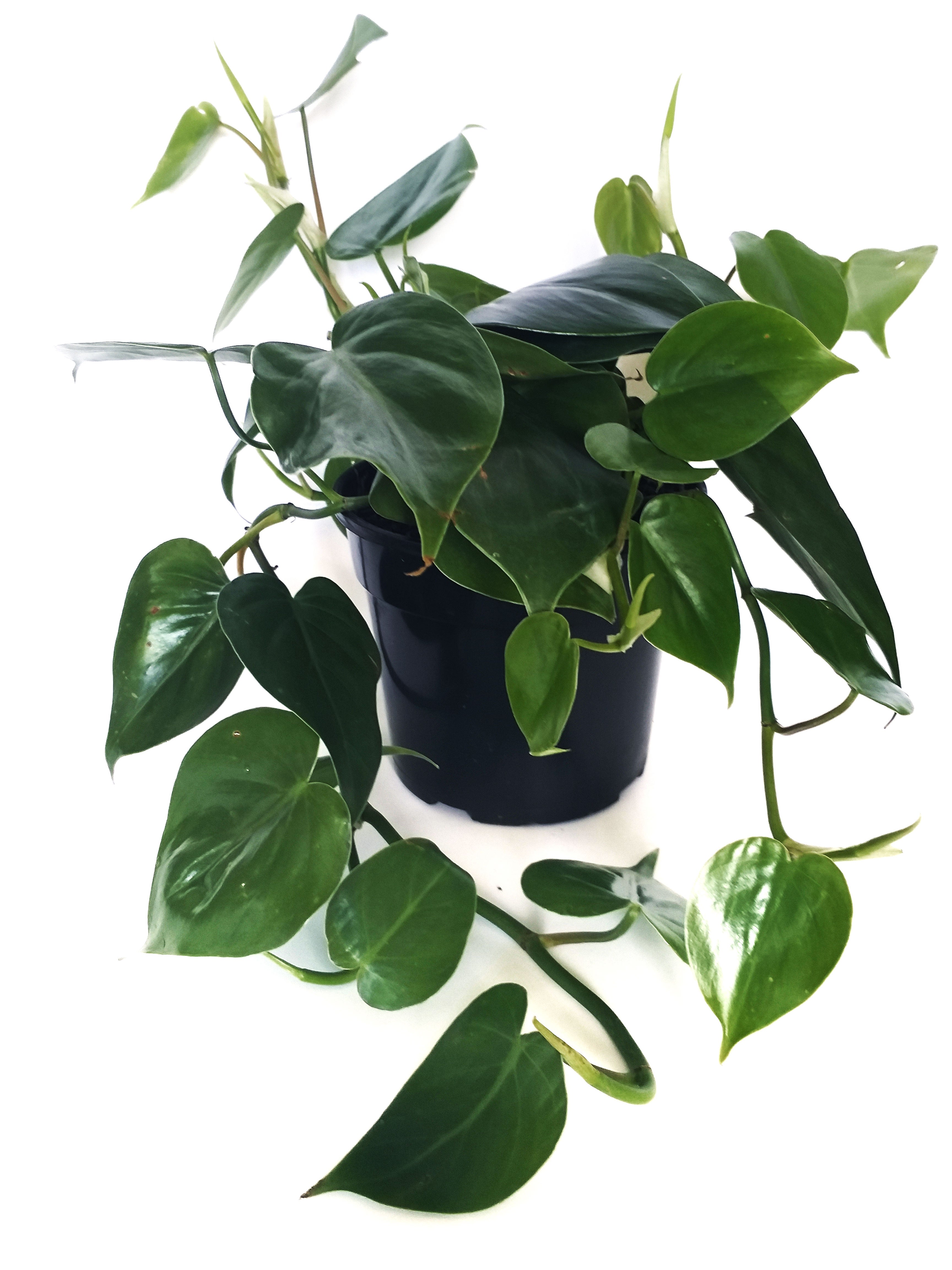 philodendron scandens heart leaf Philodendron Scandens (Heart-leaf philodedron) – Leaf Boutique